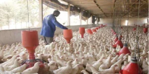 Cerca de 90% das pequenas empresas avícolas “morreram’’ nos últimos dez anos