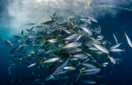 Proibida pesca de carapau por dois meses a partir de hoje